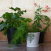 Flowerpot with Saucer - HAY