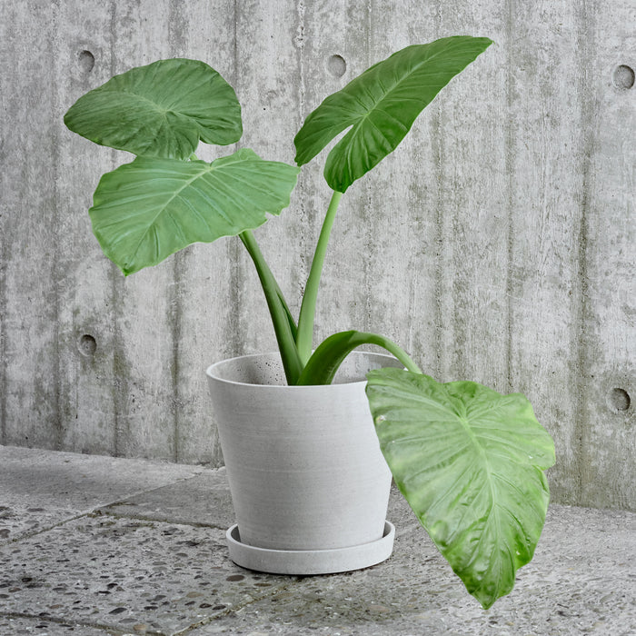 Flowerpot with Saucer - HAY