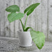 Flowerpot with Saucer - HAY