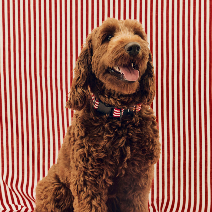 HAY Dogs Collar Flat - HAY