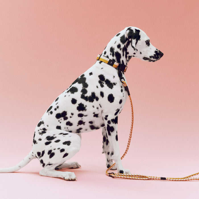 HAY Dogs Leash - HAY