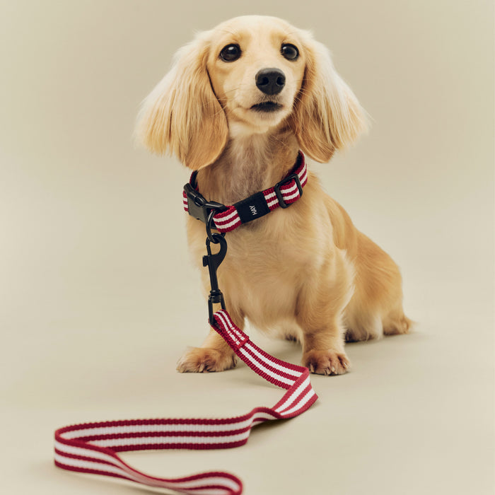 HAY Dogs Leash - HAY