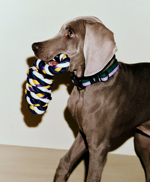 HAY Dogs Rope Toy - HAY