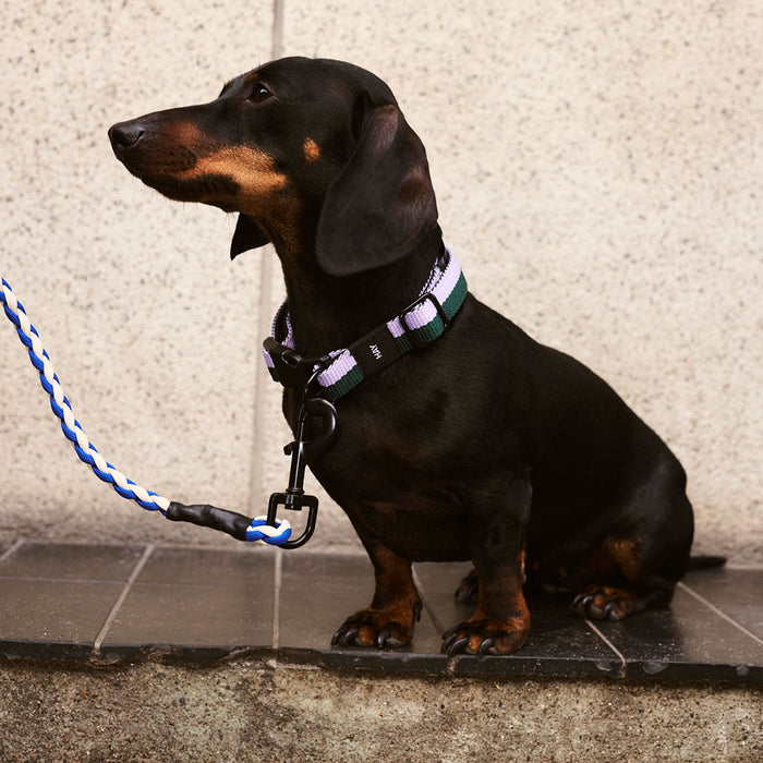 HAY Dogs Collar Flat - HAY