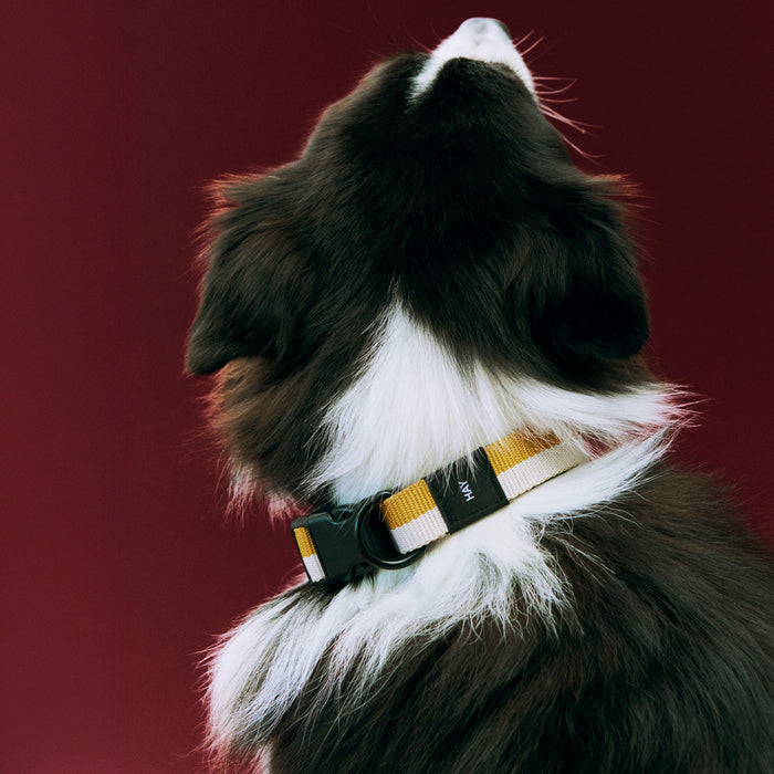HAY Dogs Collar Flat - HAY