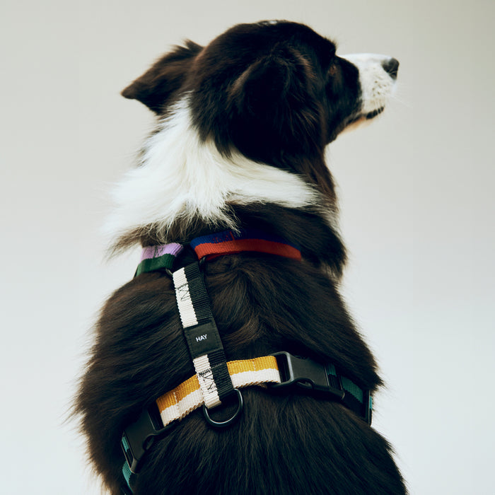 HAY Dogs Harness - HAY