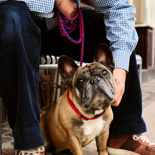 HAY Dogs Leash - HAY