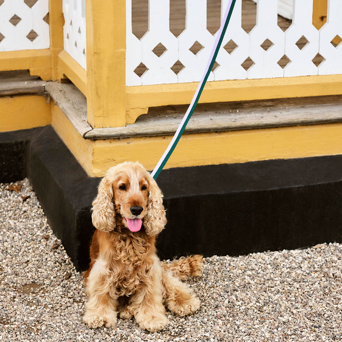 HAY Dogs Leash - HAY