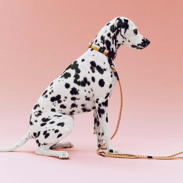 HAY Dogs Leash - HAY