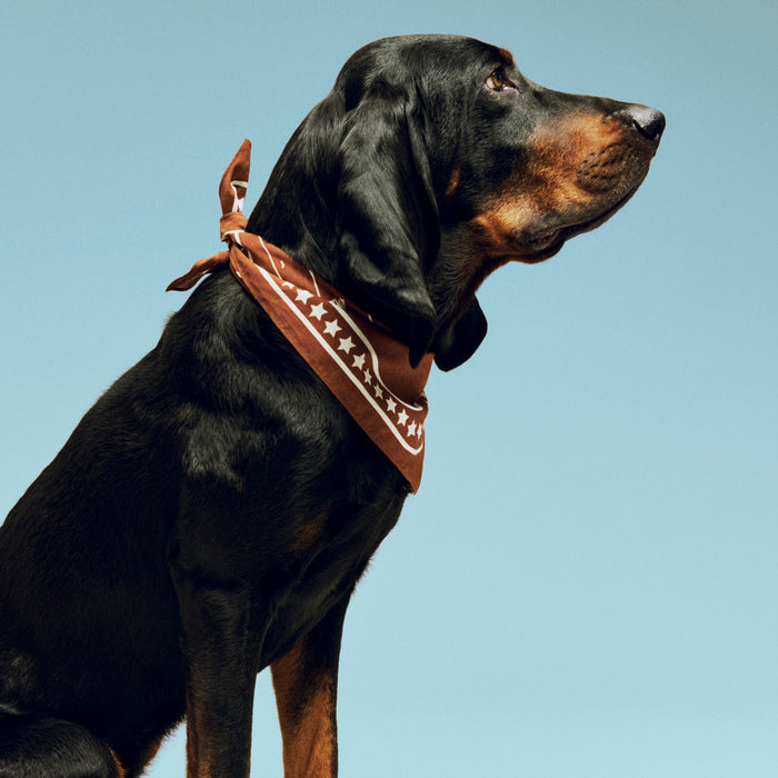 HAY Dogs Scarf (Recycled) - HAY