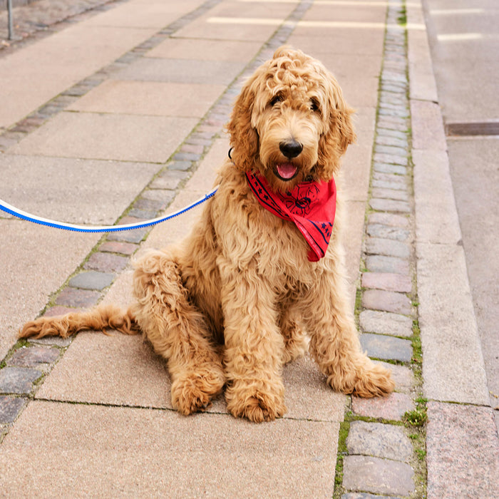 HAY Dogs Scarf - HAY