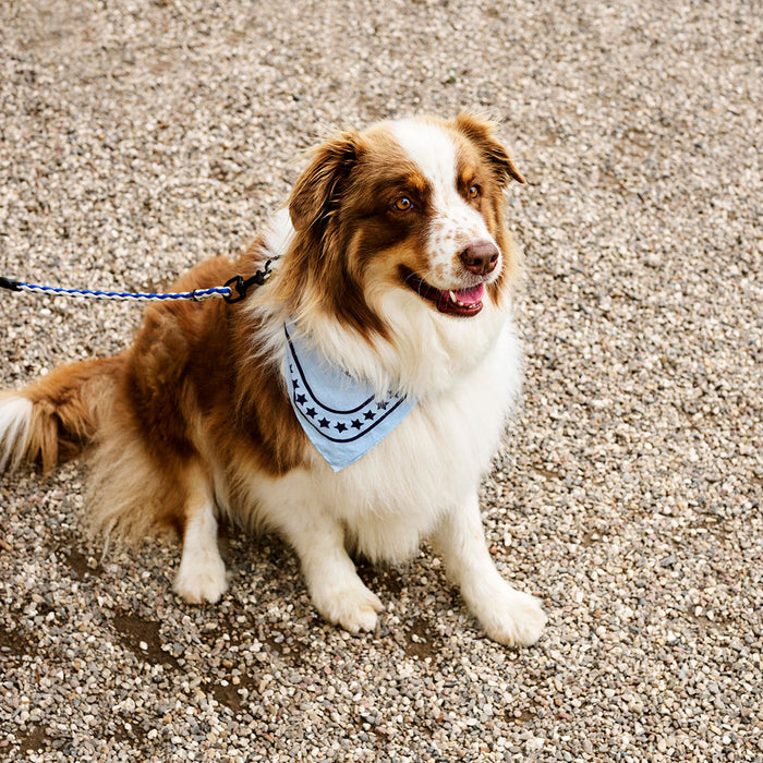 HAY Dogs Scarf - HAY