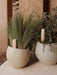 Two textured, beige Plantas Planters with green plants and Hydrous Watering Sticks, set against a rustic, sandy-coloured wall