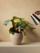 A hand watering a leafy plant in a textured Plantas Planter using a Hydrous Watering Can, with a Hydrous Watering Stick.
