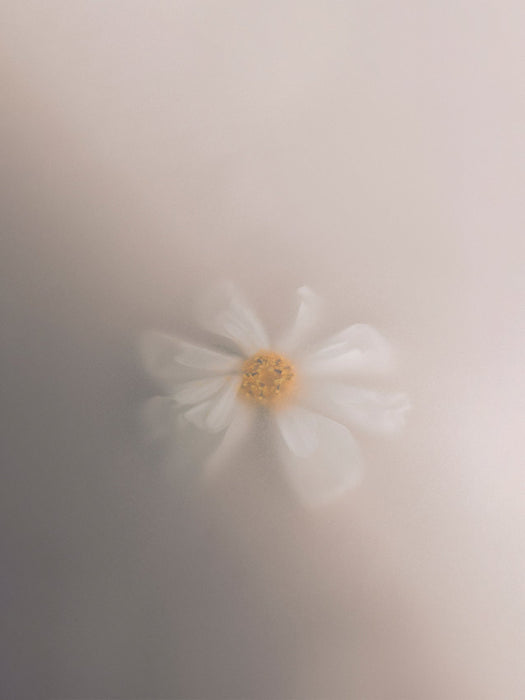 A dreamy, soft-focus shot of a single white and yellow flower, representing the Audo Olfacte Scented Candle En Passant.