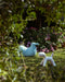 Dodo dodo rocking bird light blue new - ambient