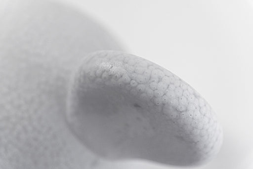 Linnut – Siiri linnut siiri - ambient