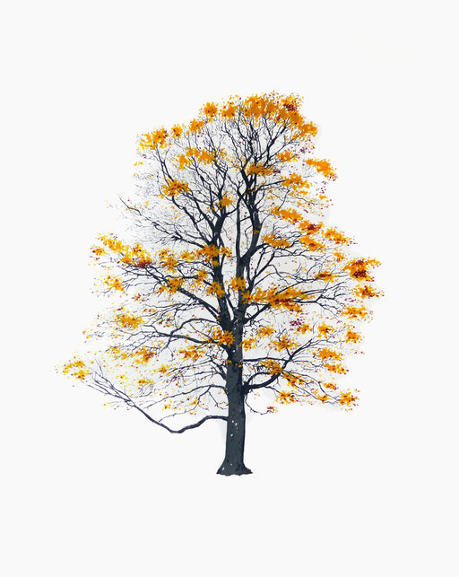 Tree tree autumn tree12 - studio