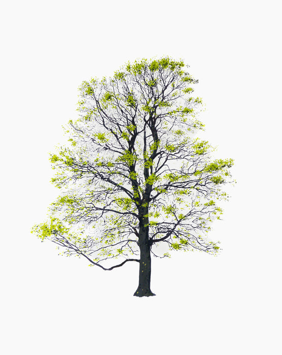 Tree tree spring tree10 - studio