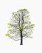 Tree tree spring tree10 - studio