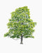 Tree tree summer tree11 - studio