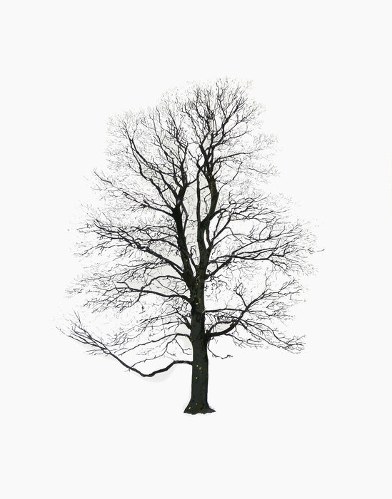 Tree tree winter tree13 - studio