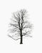 Tree tree winter tree13 - studio