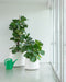Tubby tubby plant pot white - ambient