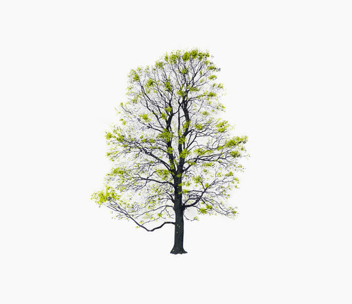 tree framaspace kids spring tree tree10 - studio