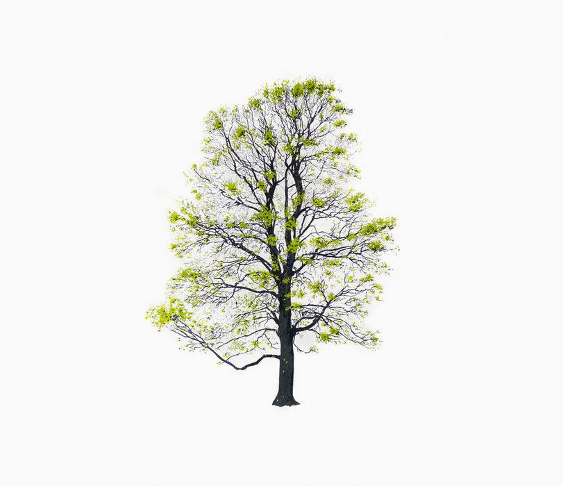 tree framaspace kids spring tree tree10 - studio