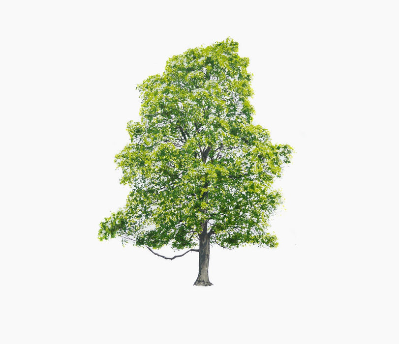 tree framaspace kids summer tree tree11 - studio