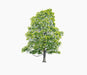 tree framaspace kids summer tree tree11 - studio