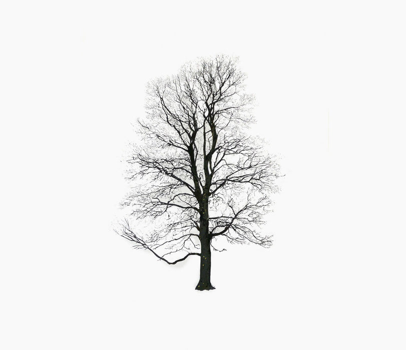 tree framaspace kids tree tree13 winter - studio