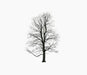 tree framaspace kids tree tree13 winter - studio